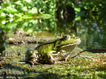 FZ019952 Marsh frogs (Pelophylax ridibundus).jpg